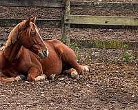 bare-back-tennessee-walking-horse