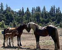 turbo-friesian-friesian-arab-cross-gypsian-gypsy-vanner-horse