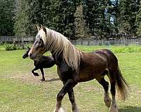 turbo-friesian-friesian-arab-cross-gypsian-gypsy-vanner-mare