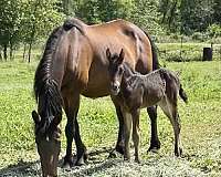 turbo-friesian-friesian-arab-cross-gypsian-gypsy-vanner-arabian-horse