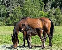 bay-silver-bay-arabian-filly