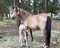 bay-silver-bay-arabian-foal