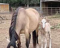 arab-mare-friesian-horse