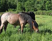 bay-mare-friesian-horse