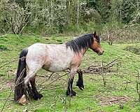 egyptian-arabian-friesian-horse