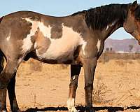 bay-overo-horse