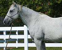 quarter-horse-gelding