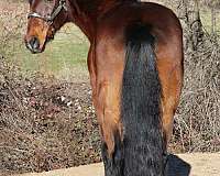 gaited-rocky-mountain-horse