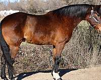 all-around-rocky-mountain-horse