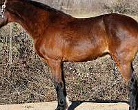 beginner-rocky-mountain-horse