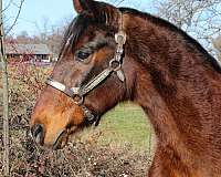 husband-safe-rocky-mountain-horse