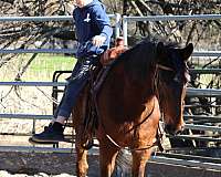 trail-rocky-mountain-horse