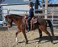 trail-riding-rocky-mountain-horse