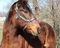 kid-safe-rocky-mountain-horse