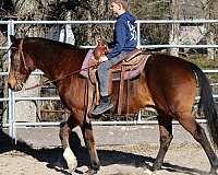 bay-rocky-mountain-gelding