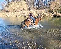 bay-trail-horse