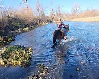 bay-trail-riding-horse