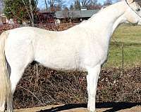 all-around-arabian-horse