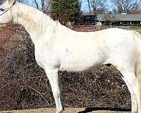 beginner-arabian-horse