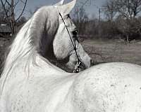 ridden-english-arabian-horse