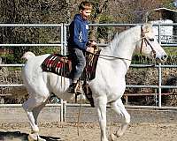 trail-arabian-horse