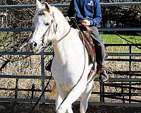 trail-riding-arabian-horse