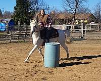 grey-arabian-gelding