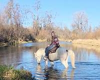 grey-husband-safe-horse