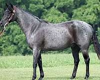 athletic-quarter-horse