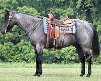 barrel-quarter-horse