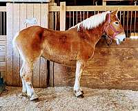 draft-belgian-horse