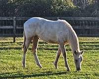 appaloosa-filly