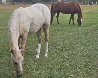 appaloosa-horse-for-sale