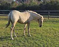 appaloosa-horse