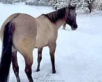 quarter-horse-for-sale