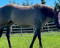 quarter-horse-mare