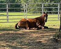 foundation-rescue-horse