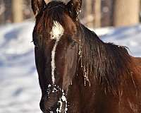 black-all-around-horse