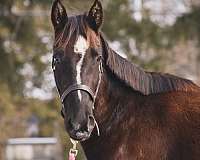 black-all-around-horse