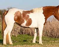 ranch-work-quarter-horse