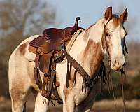 ranch-work-quarter-horse