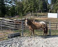 appaloosa-gelding