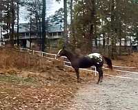 appaloosa-horse