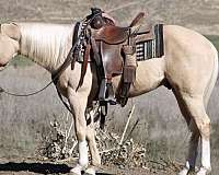 palomino-blaze-horse