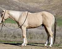 ranch-work-quarter-horse