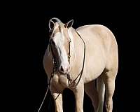 beginner-safe-quarter-horse