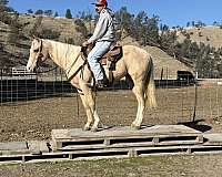 family-horse-quarter