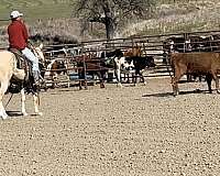 palomino-quarter-horse