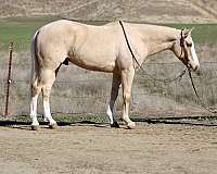 beginner-quarter-horse