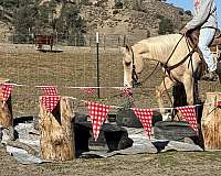 husband-safe-quarter-horse